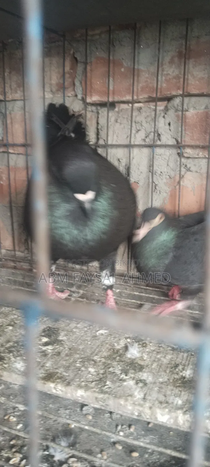 Pigeon for Sell কবুতর বিক্রয় – সুস্থ ও উন্নত জাতের কবুতর