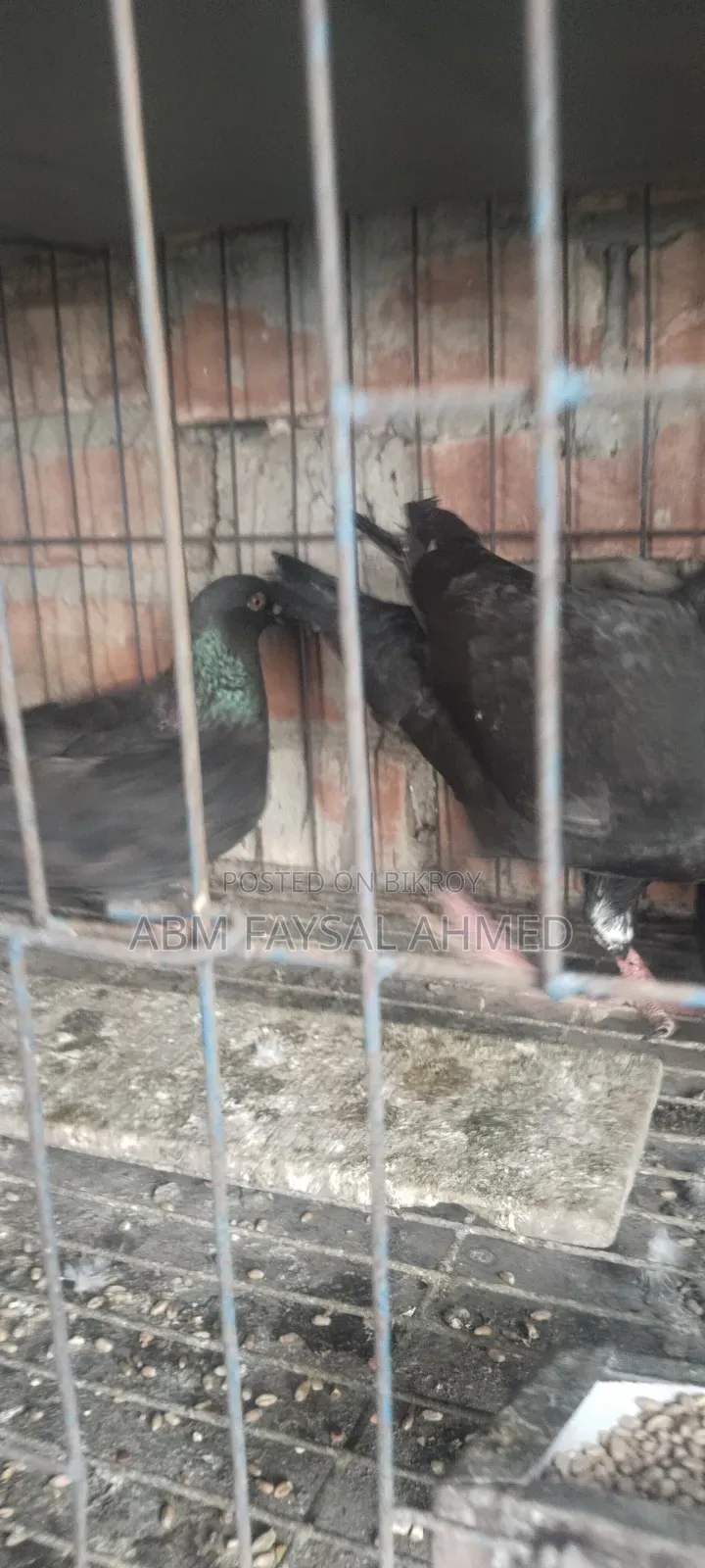 Pigeon for Sell কবুতর বিক্রয় – সুস্থ ও উন্নত জাতের কবুতর