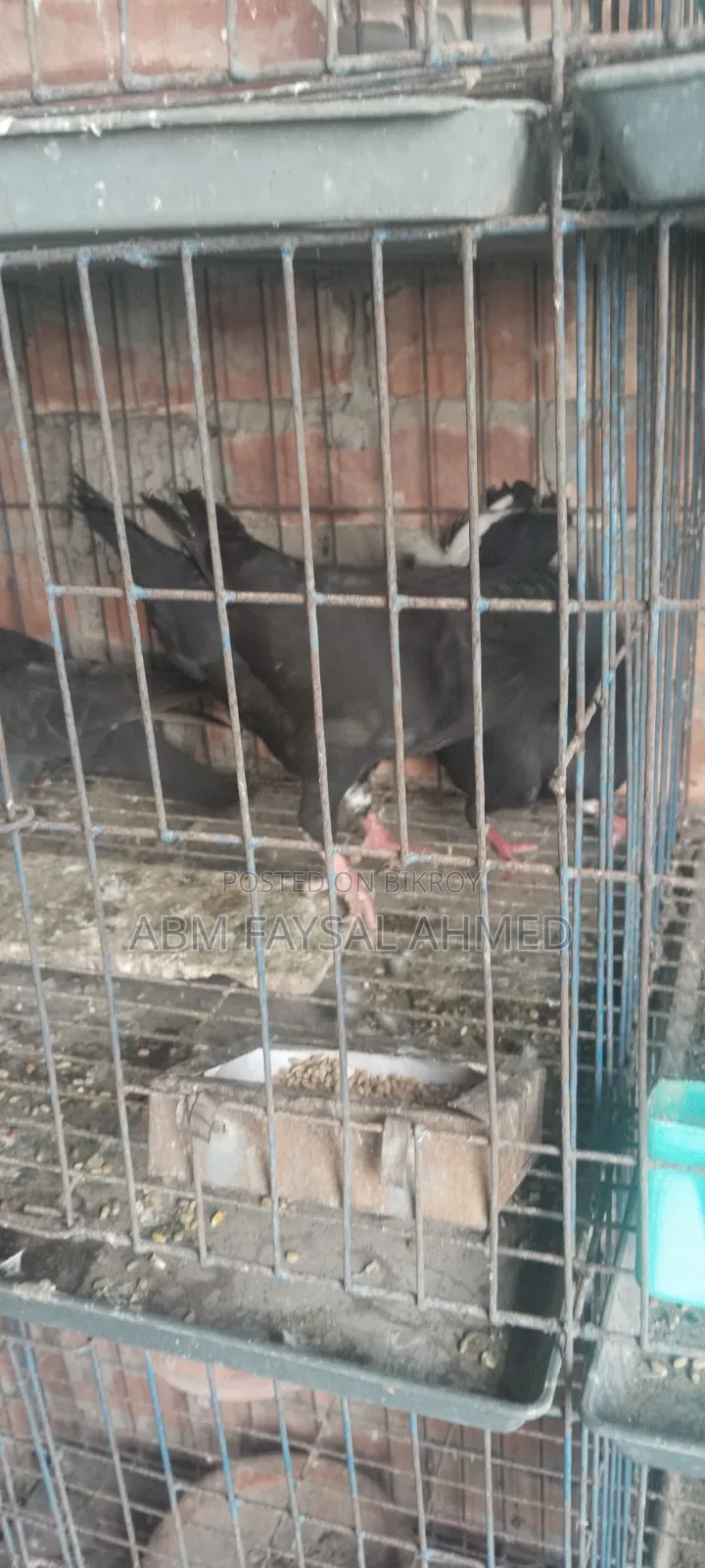 Pigeon for Sell কবুতর বিক্রয় – সুস্থ ও উন্নত জাতের কবুতর
