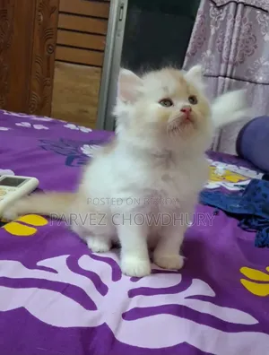 1-3 Months Male Purebred Persian Cat