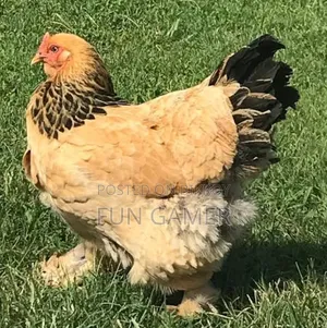 Buff Brahma Female