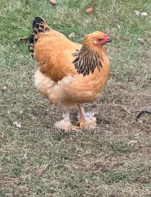 Buff Brahma Female