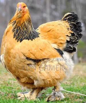 Buff Brahma Female