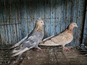 কবুতর চুল্লি ফাডা