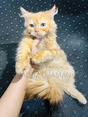 1-3 Months Male Purebred Persian