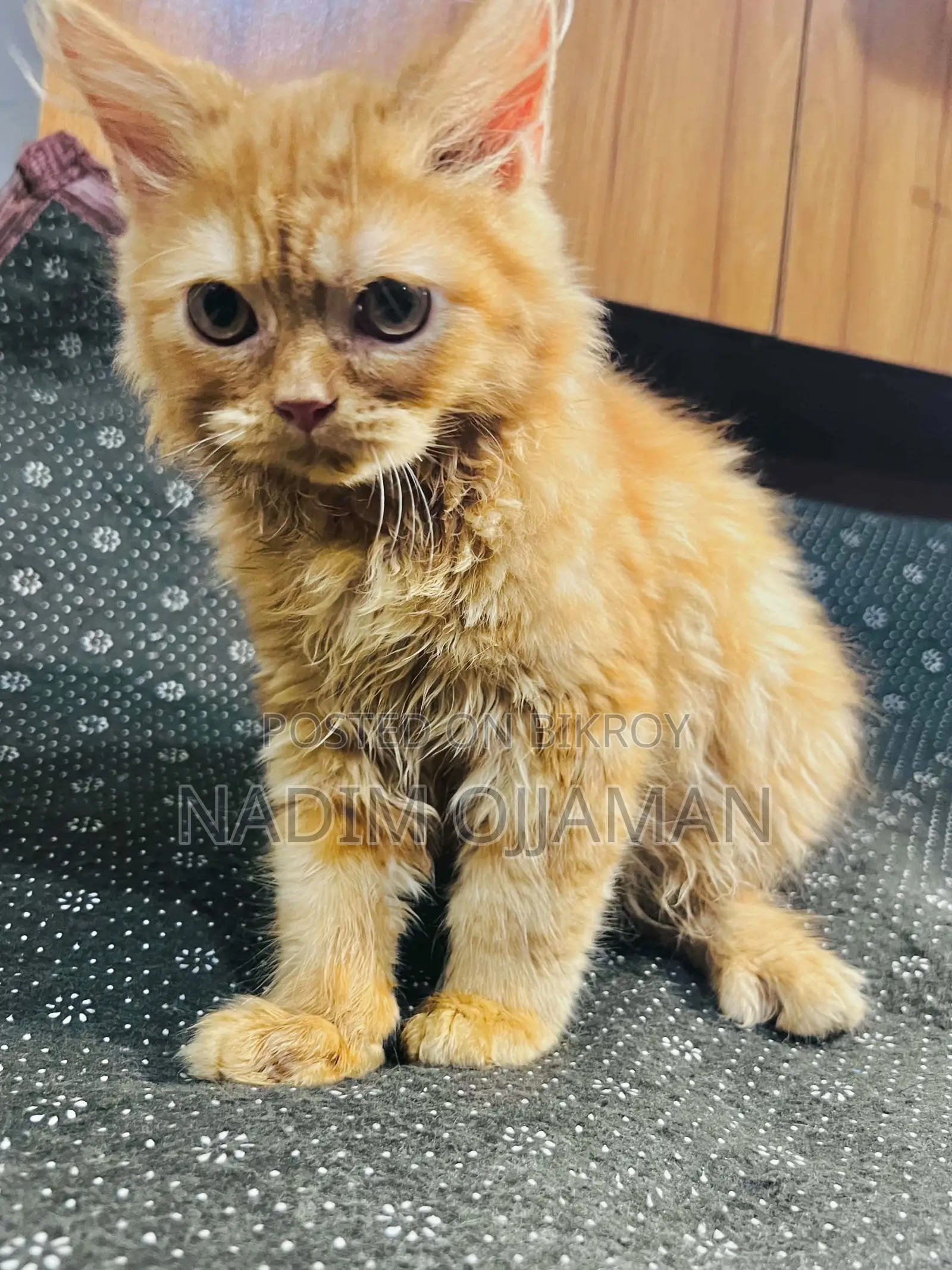 1-3 Months Male Purebred Persian
