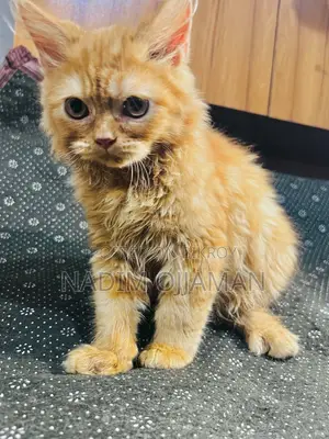1-3 Months Male Purebred Persian