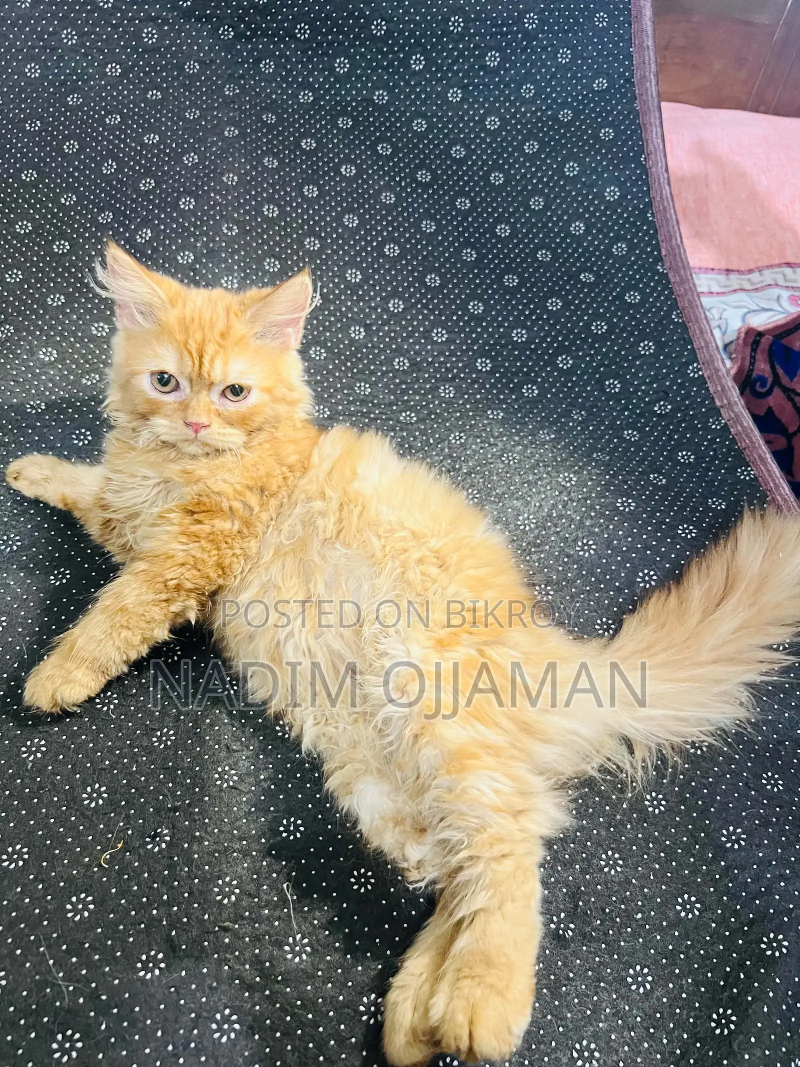 1-3 Months Male Purebred Persian