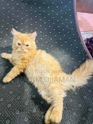 1-3 Months Male Purebred Persian