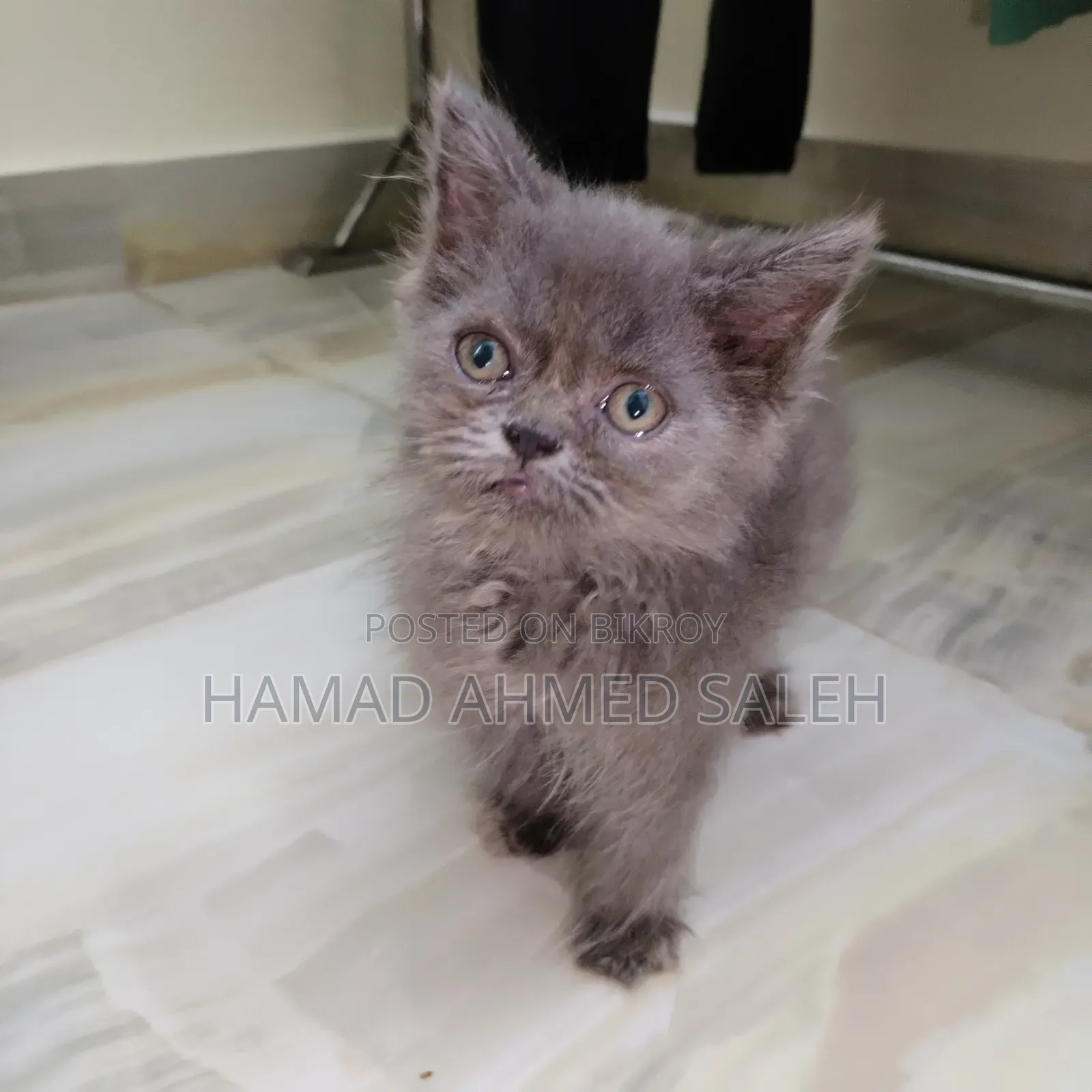 1-3 Months Male Purebred Persian