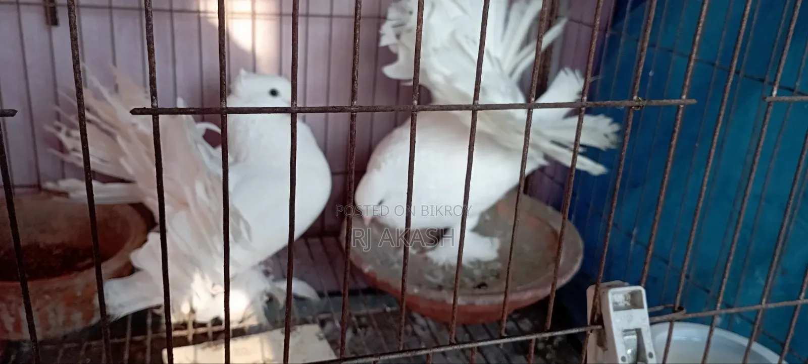 White Fantail
