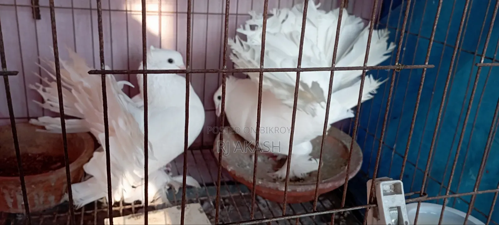 White Fantail