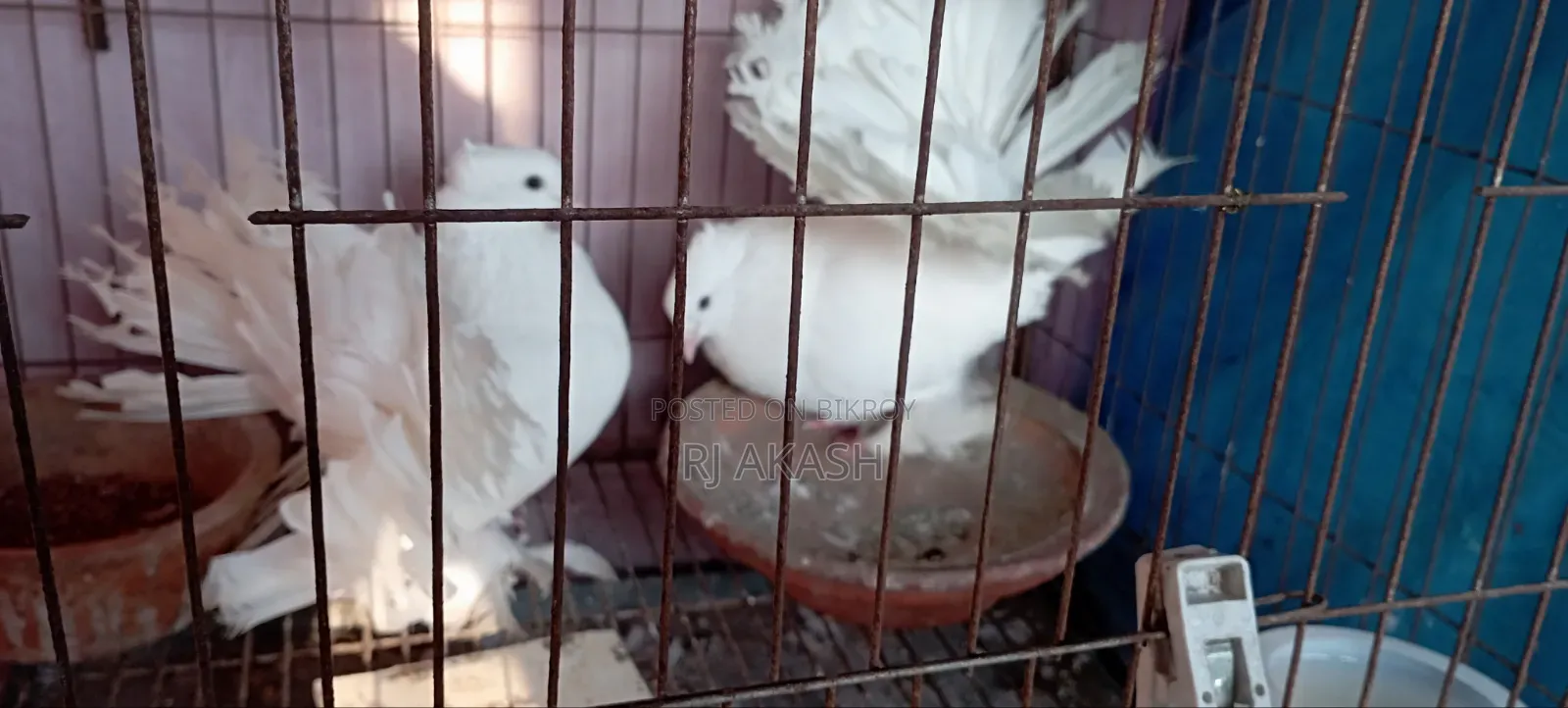 White Fantail