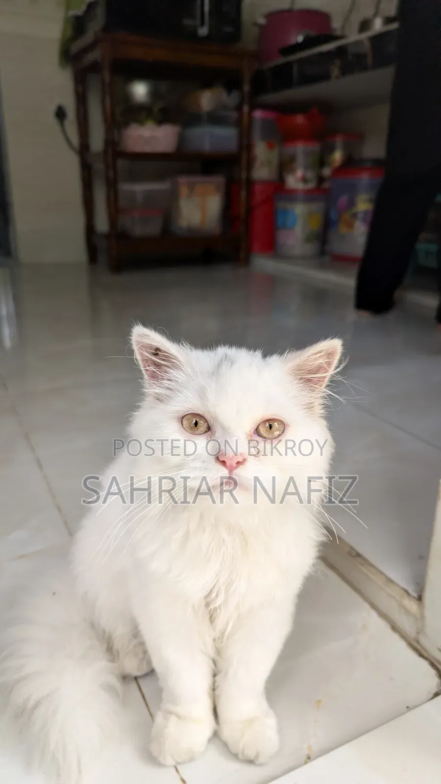 3-6 Months Male Purebred Persian Cat