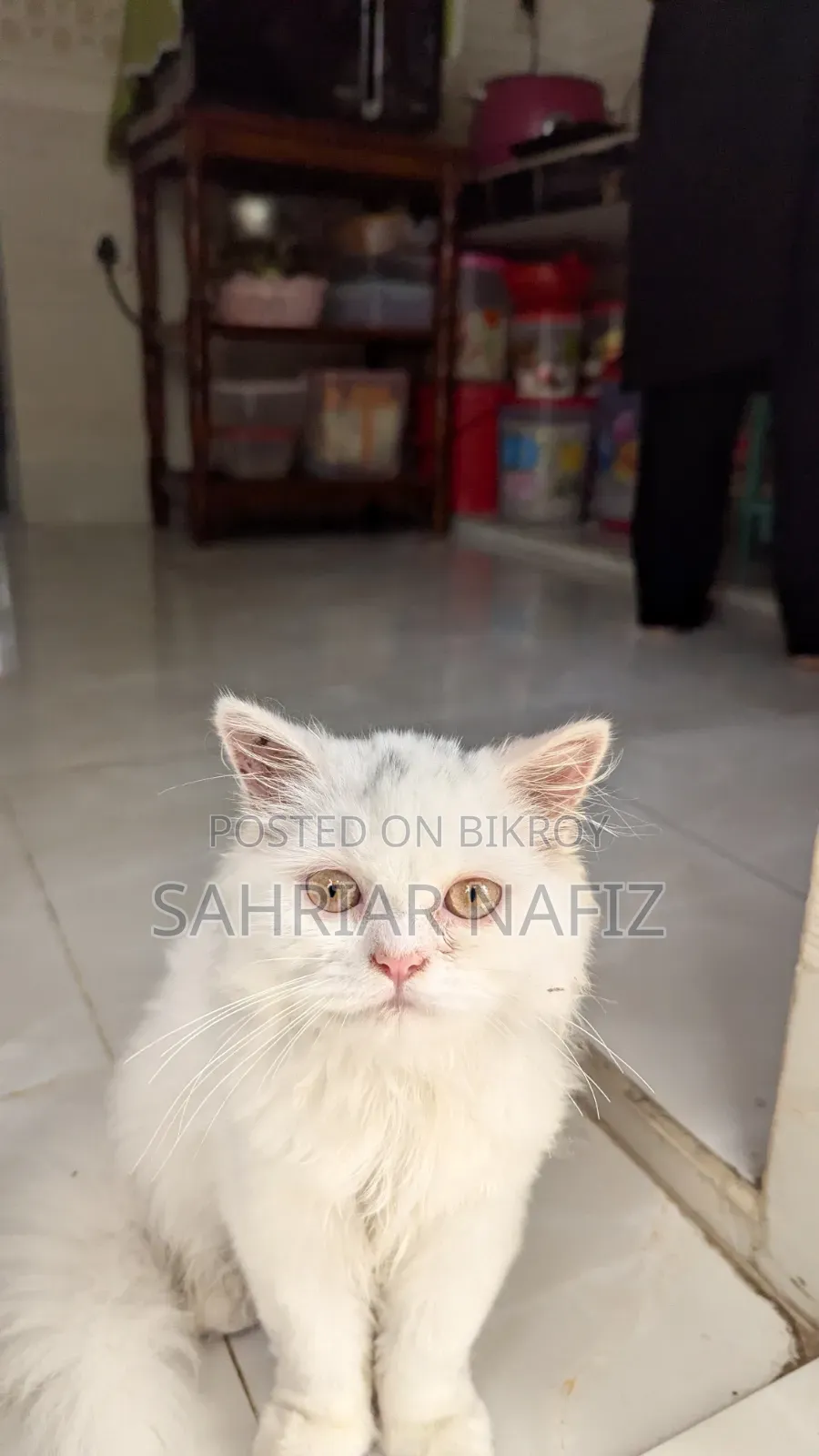 3-6 Months Male Purebred Persian Cat