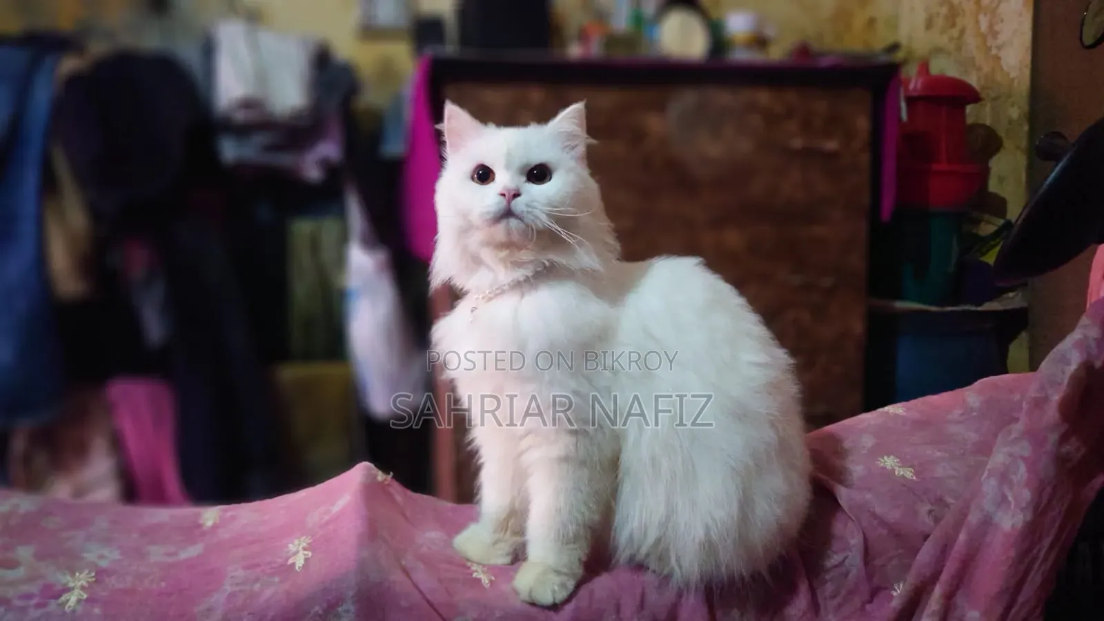 3-6 Months Male Purebred Persian Cat