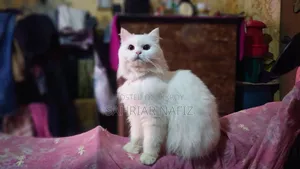 3-6 Months Male Purebred Persian Cat
