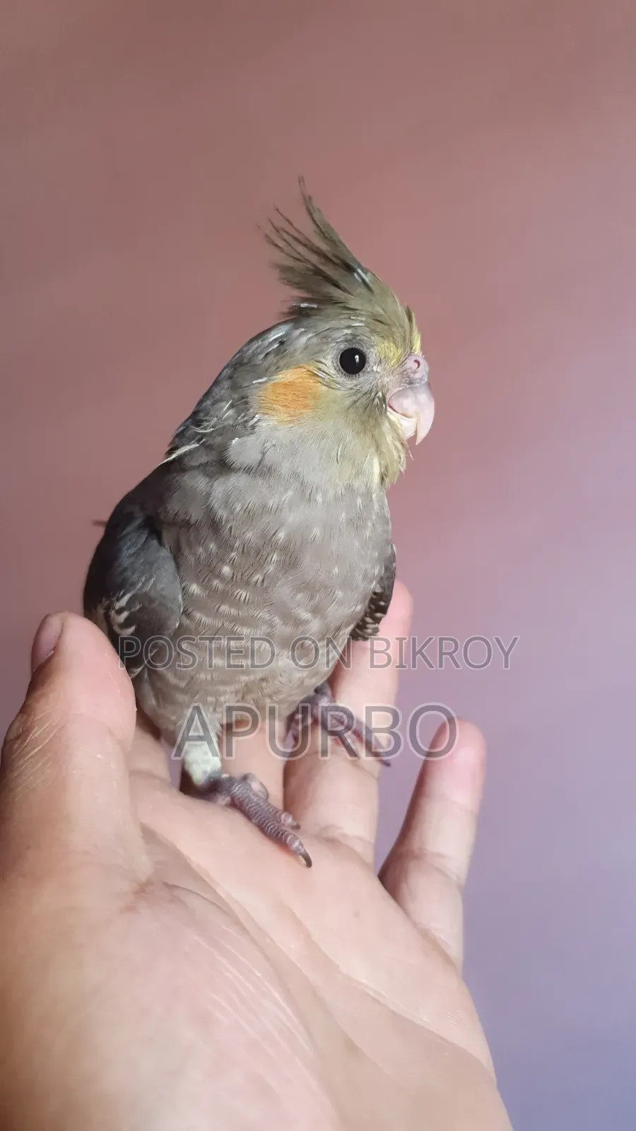 Cockatiel bird for sale