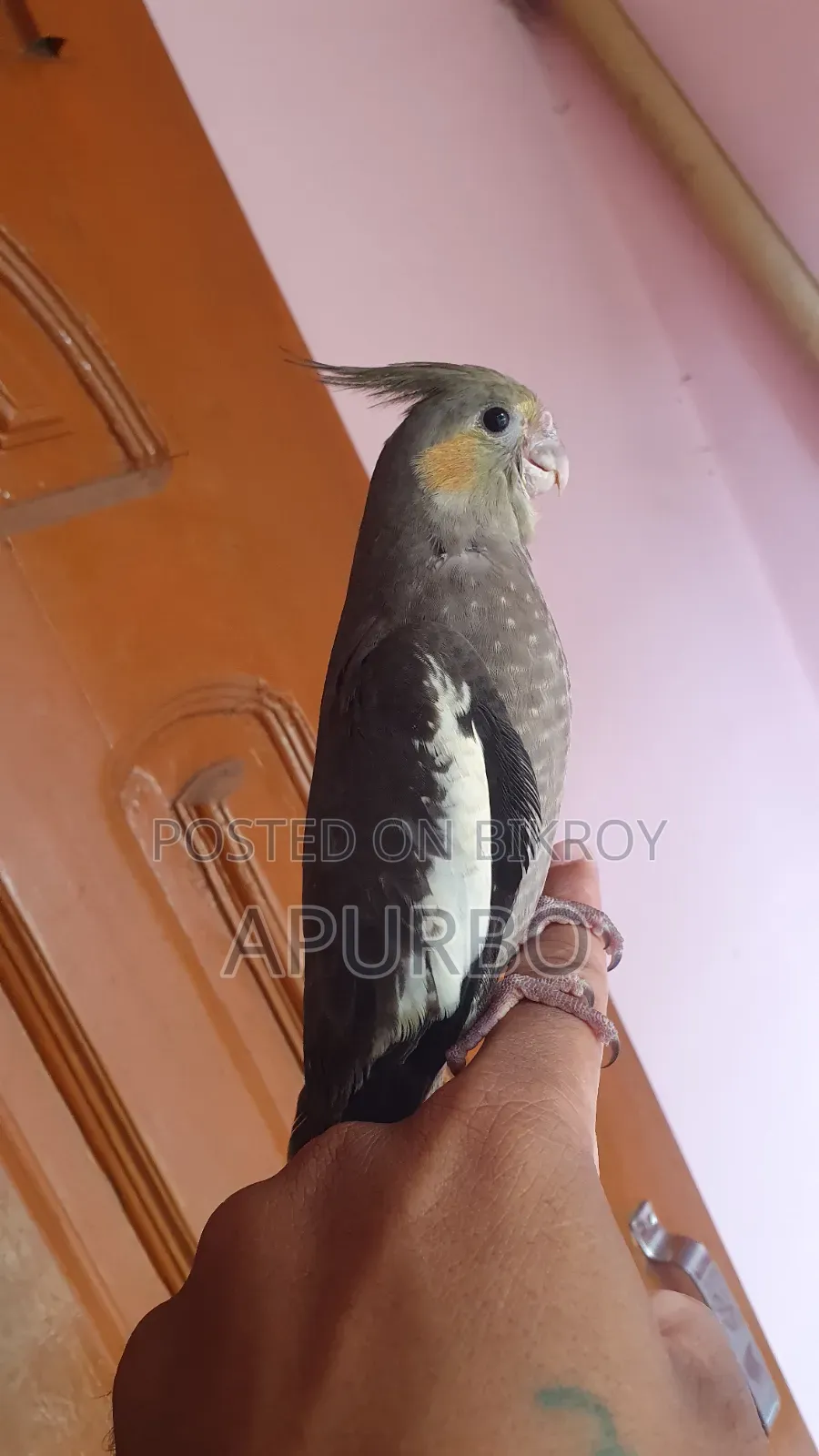 Cockatiel bird for sale