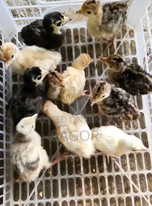 Hybrid Turkey Chicks