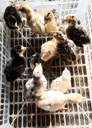 Hybrid Turkey Chicks