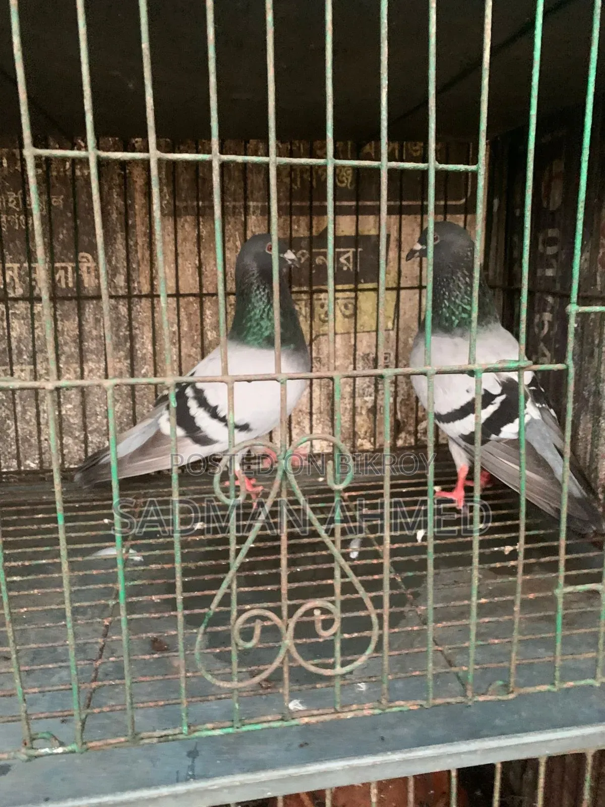 রেসার কবুতর