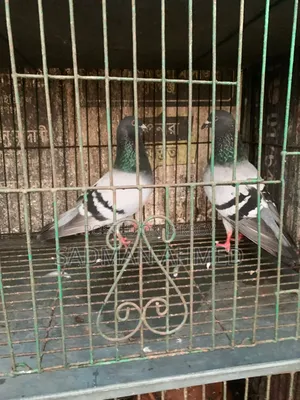 রেসার কবুতর
