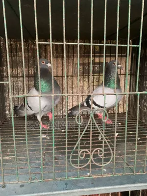 রেসার কবুতর