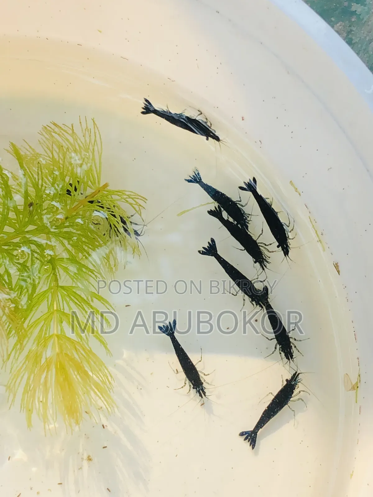 Black Shrimp
