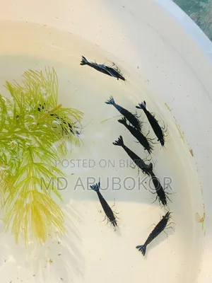 Black Shrimp