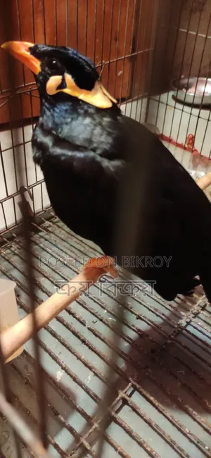 ময়না পাখি, কথা বলা ময়না পাখি, একদম ক্লিয়ার কথা বলতে পারে