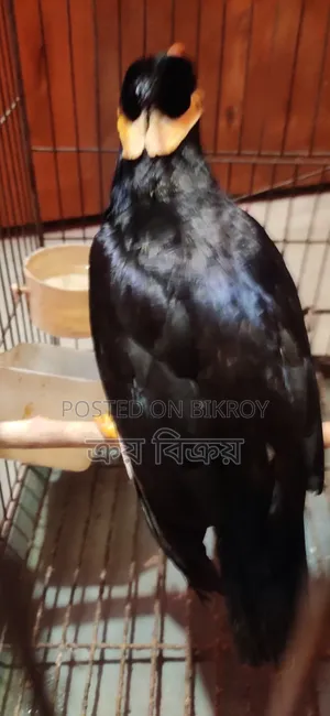 ময়না পাখি, কথা বলা ময়না পাখি, একদম ক্লিয়ার কথা বলতে পারে