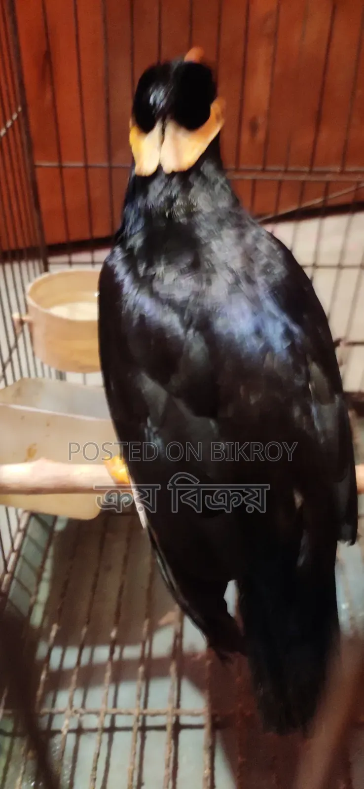 ময়না পাখি, কথা বলা ময়না পাখি, একদম ক্লিয়ার কথা বলতে পারে