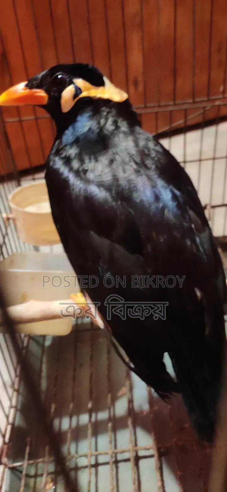 ময়না পাখি, কথা বলা ময়না পাখি, একদম ক্লিয়ার কথা বলতে পারে