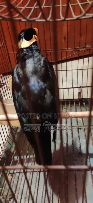 ময়না পাখি, কথা বলা ময়না পাখি, একদম ক্লিয়ার কথা বলতে পারে