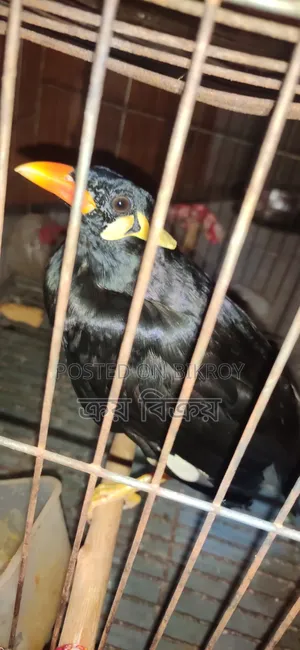 ময়না পাখি, কথা বলা ময়না পাখি, একদম ক্লিয়ার কথা বলতে পারে