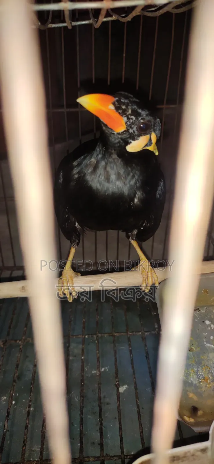 ময়না পাখি, কথা বলা ময়না পাখি, একদম ক্লিয়ার কথা বলতে পারে