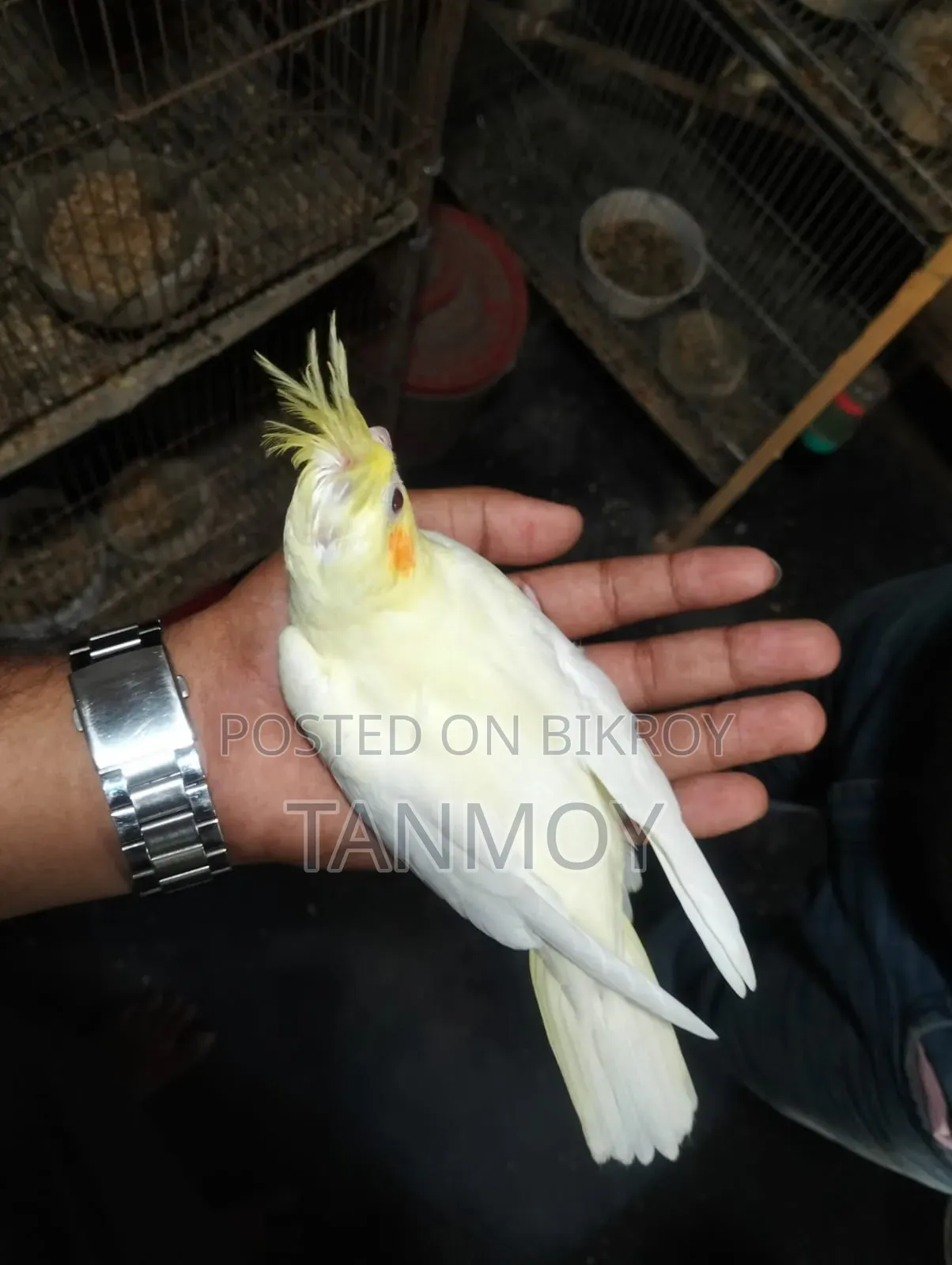 Tame Cockatiel Baby Bird