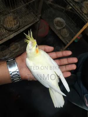 Tame Cockatiel Baby Bird