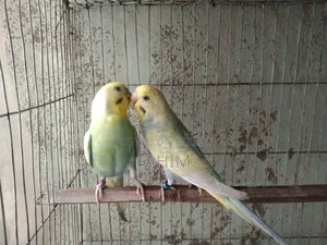 Rainbow Budgerigar Pair