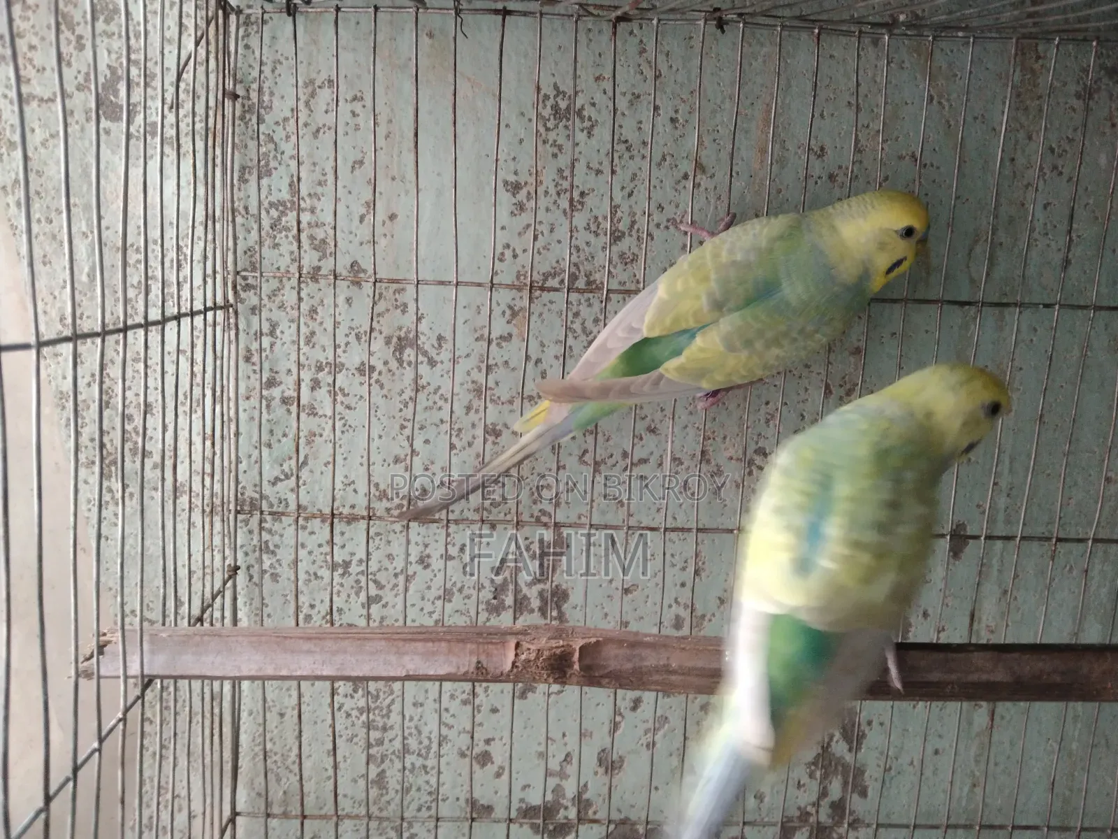 Rainbow Budgerigar Pair