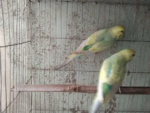 Rainbow Budgerigar Pair
