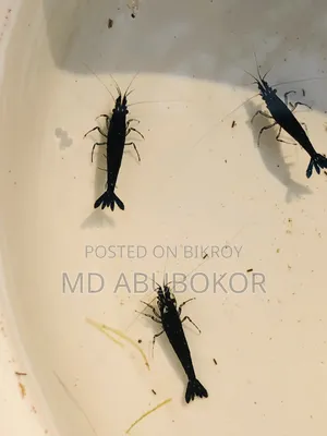 Black Shrimp