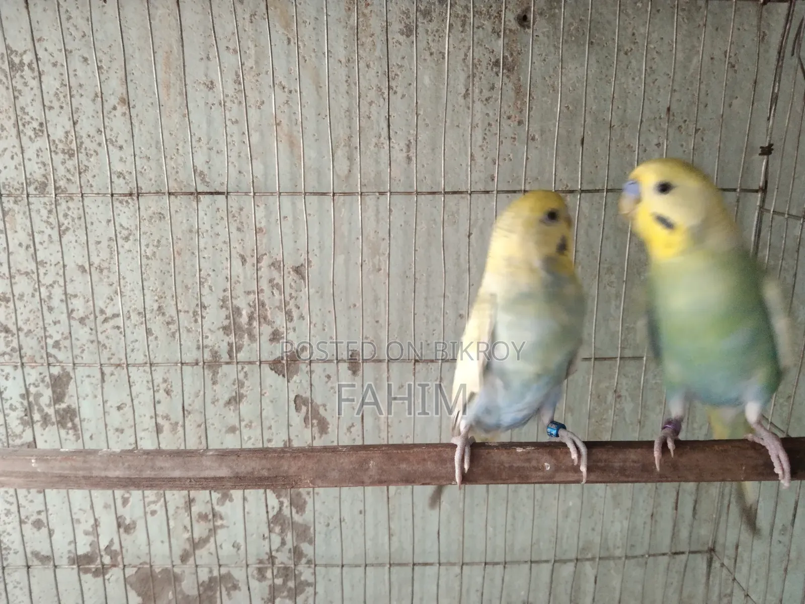 Rainbow Budgerigar Pair