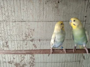 Rainbow Budgerigar Pair