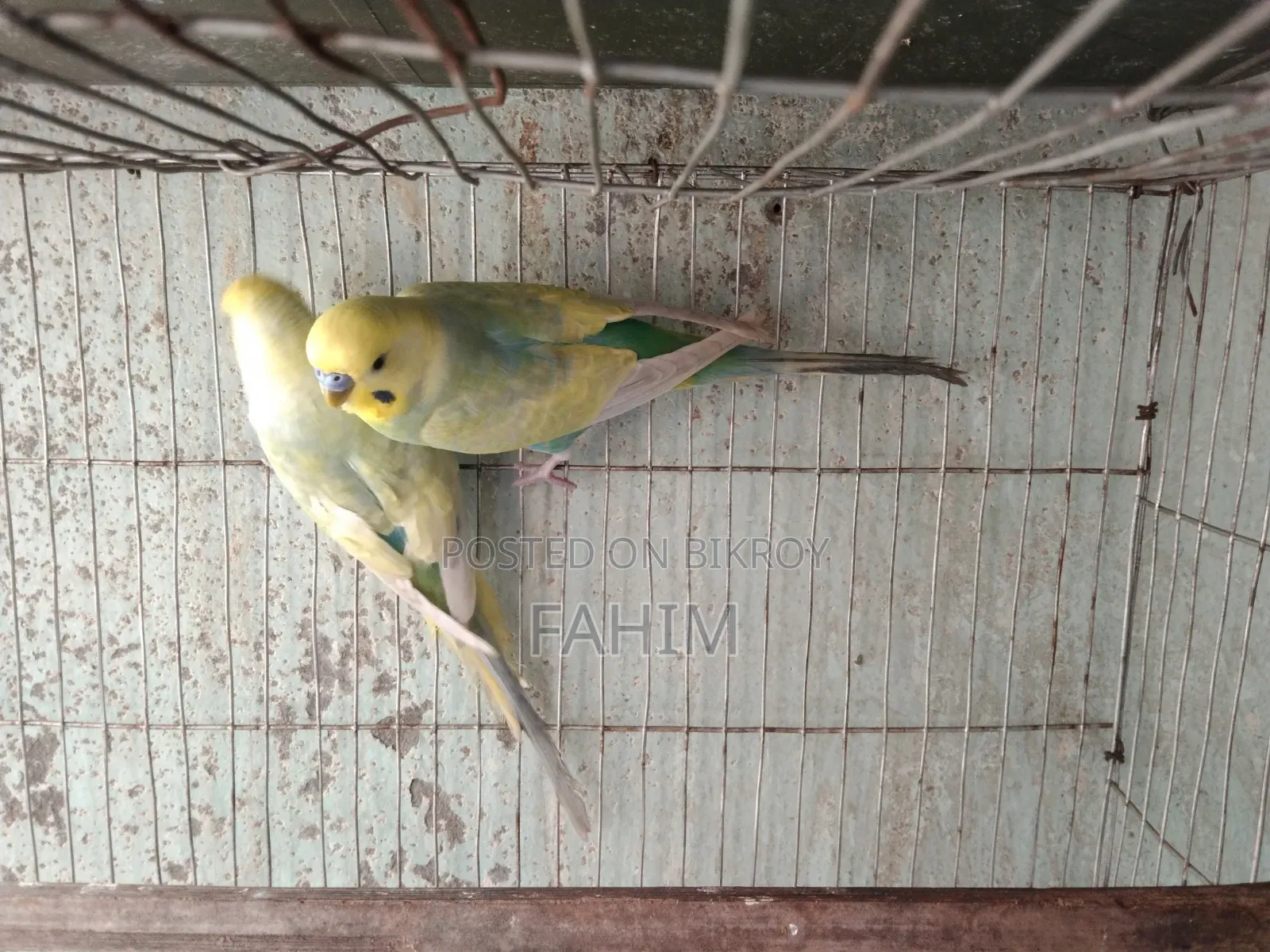 Rainbow Budgerigar Pair