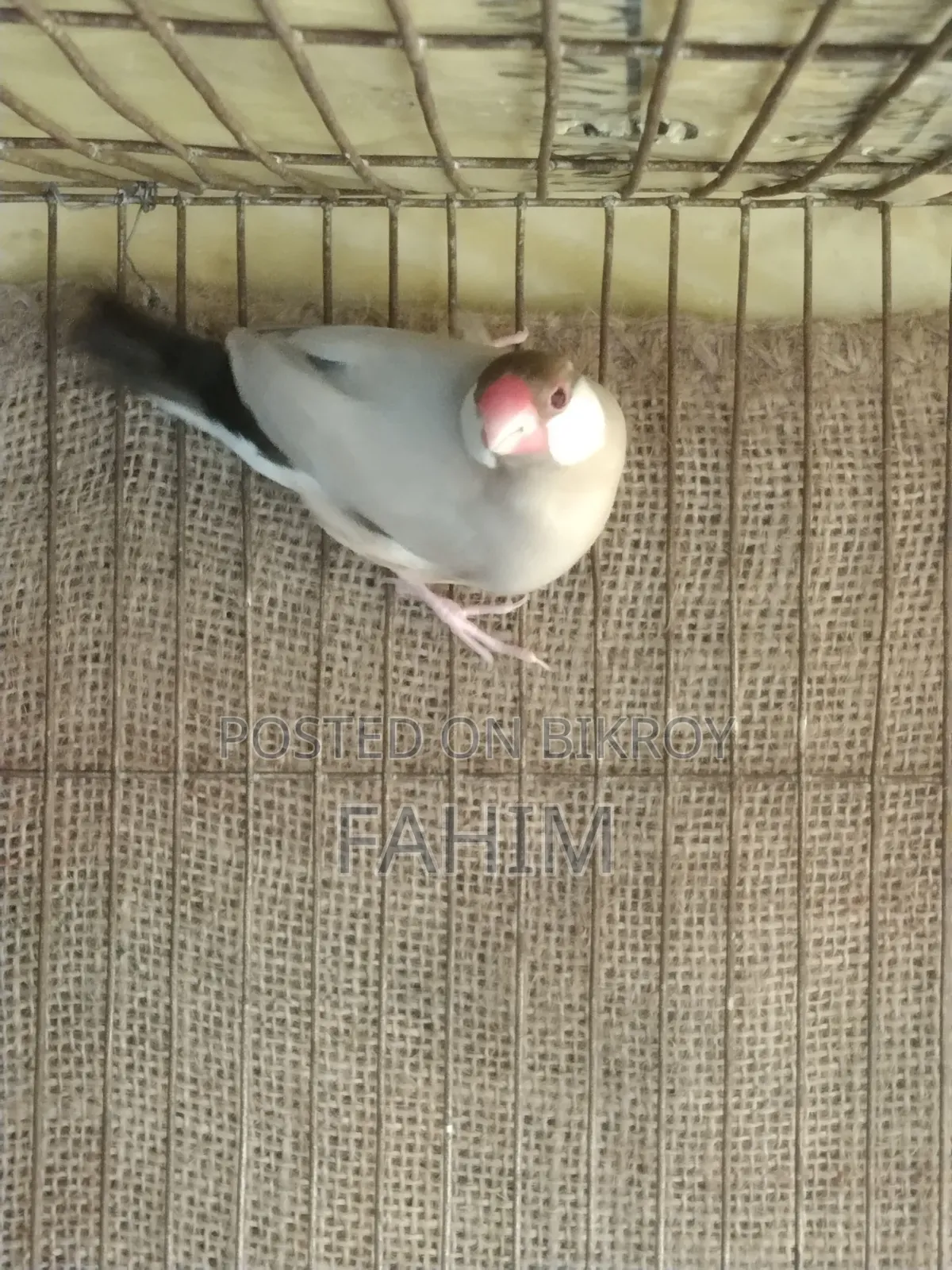 Red Eye Fown Java Running Male