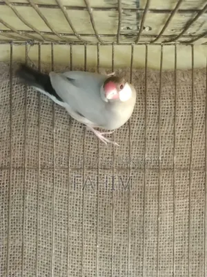 Red Eye Fown Java Running Male