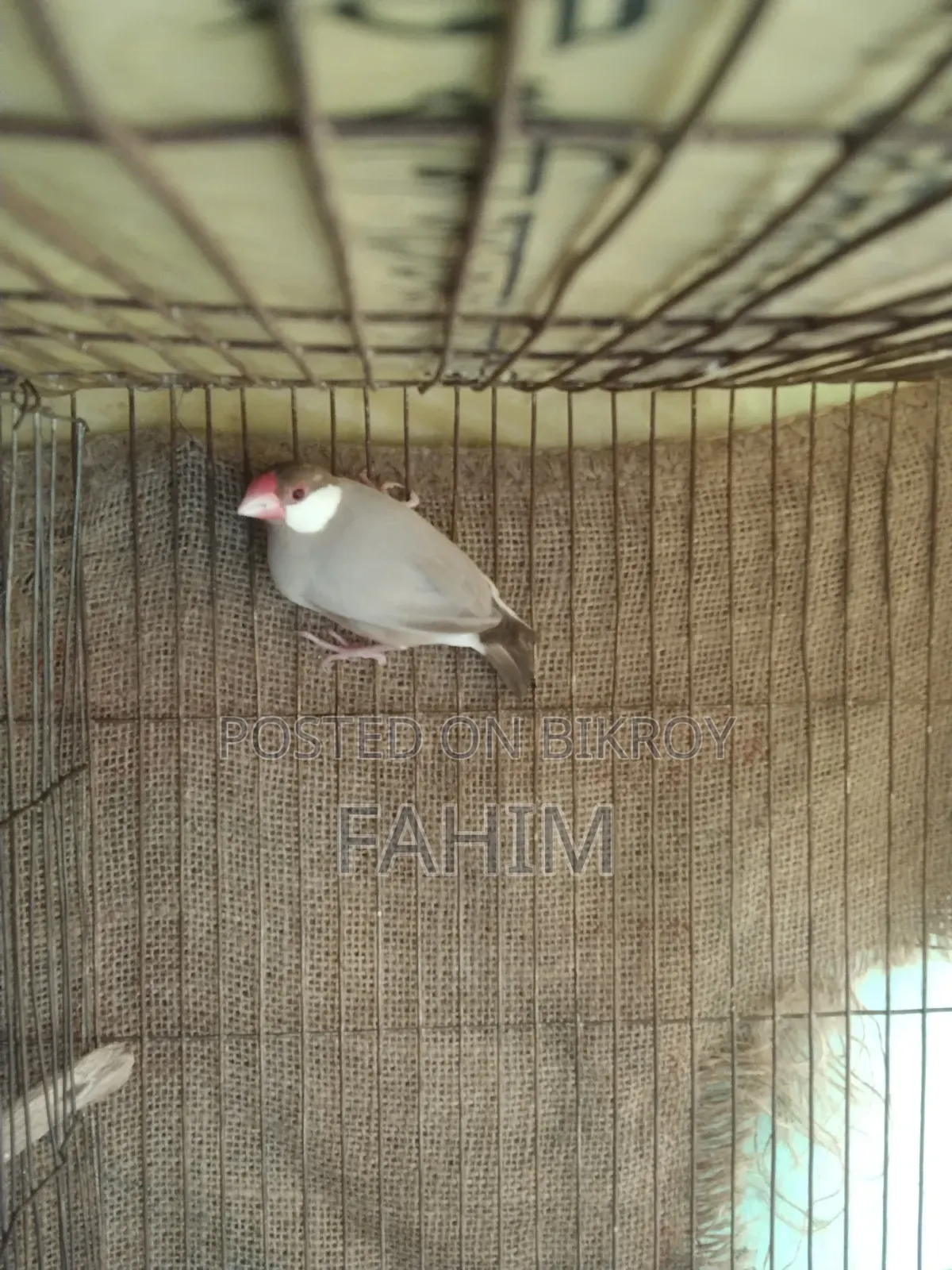 Red Eye Fown Java Running Male