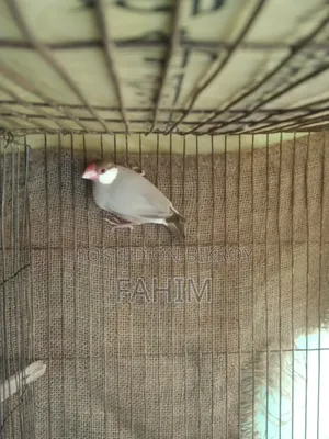 Red Eye Fown Java Running Male